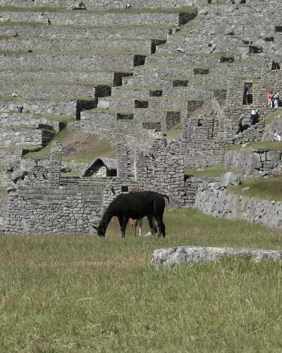 Panoramic view of Machu Picchu citadel